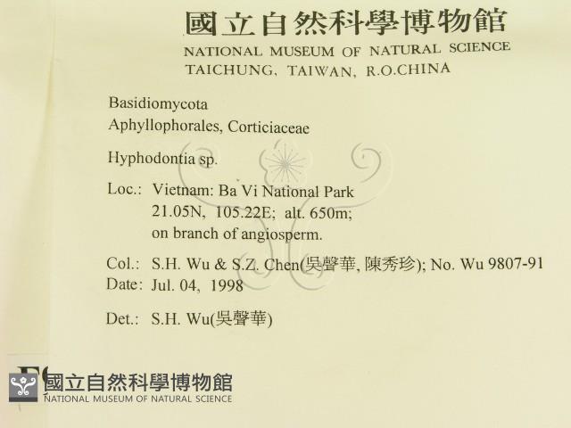 絲齒菌屬藏品圖，第2張