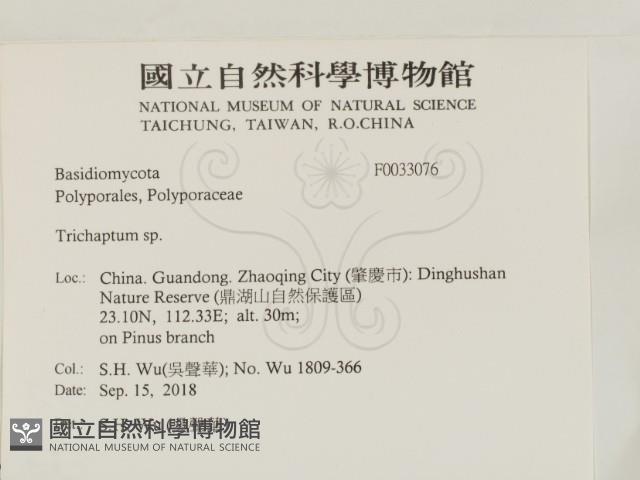 附毛菌屬藏品圖，第2張