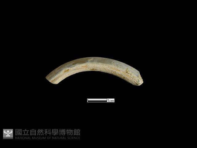 手環藏品圖，第1張