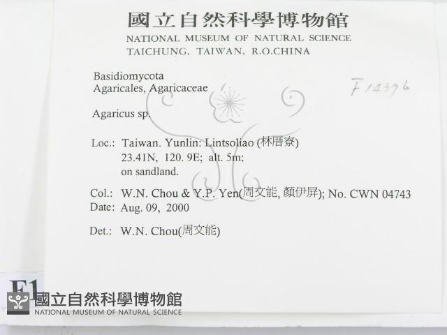 傘菌屬藏品圖，第2張