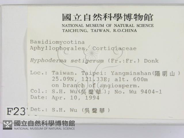 剛毛絲皮菌藏品圖，第2張