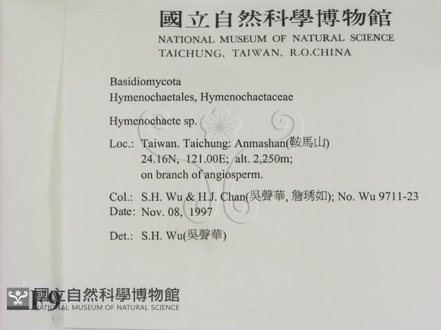 刺革菌屬藏品圖，第2張