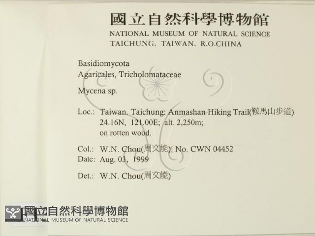 小菇屬藏品圖，第2張