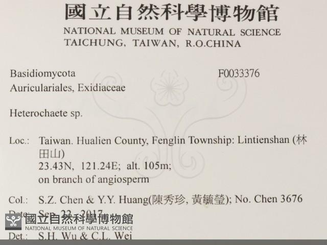 刺皮菌屬藏品圖，第2張