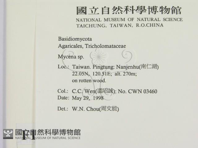 小菇屬藏品圖，第2張