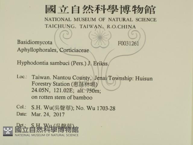 冇骨消絲齒菌藏品圖，第2張