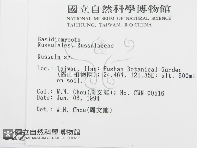 紅菇屬藏品圖，第2張