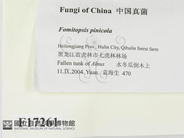 松生擬層孔菌藏品圖，第2張