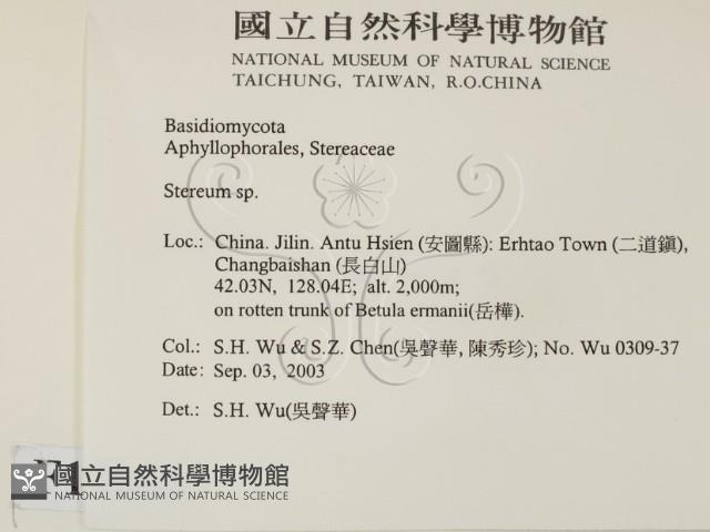 韌革菌屬藏品圖，第2張