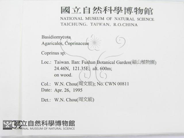 鬼傘屬藏品圖，第2張