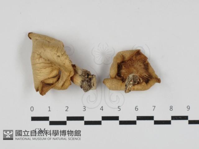 糙皮側耳藏品圖，第2張