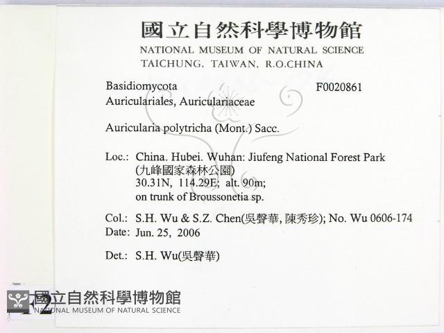 毛木耳藏品圖，第2張