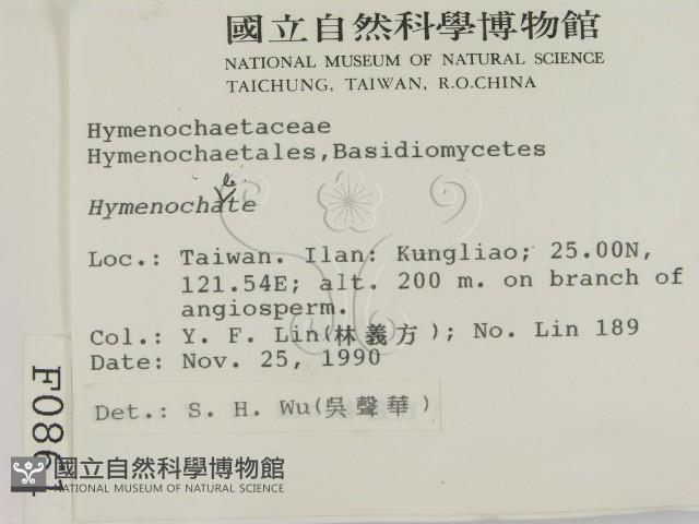 刺革菌屬藏品圖，第2張