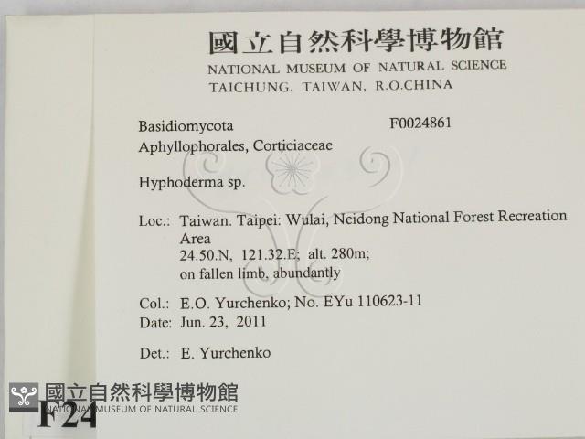 絲皮菌屬藏品圖，第2張