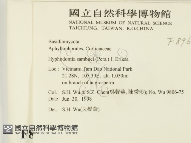 冇骨消絲齒菌藏品圖，第2張