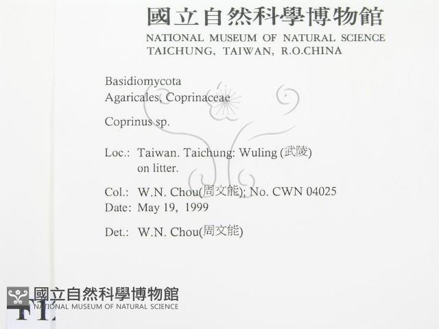 鬼傘屬藏品圖，第2張