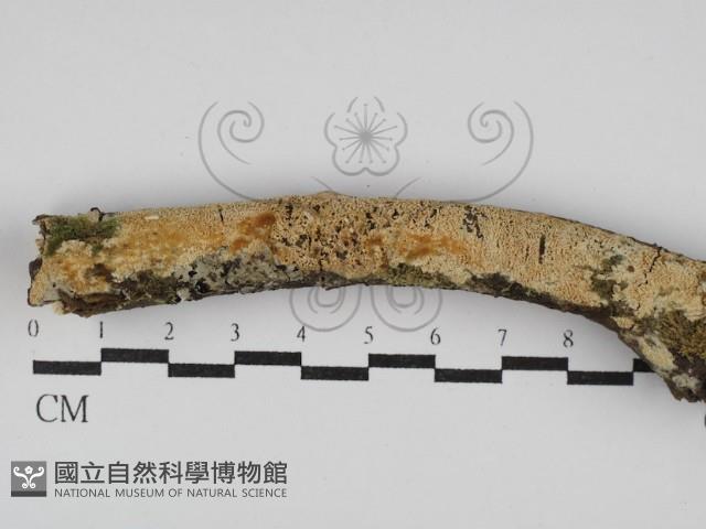 登錄號:F0029961藏品圖，第1張