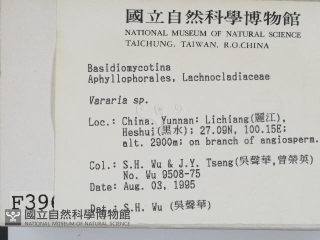 叉絲革菌屬藏品圖，第2張