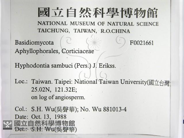冇骨消絲齒菌藏品圖，第2張