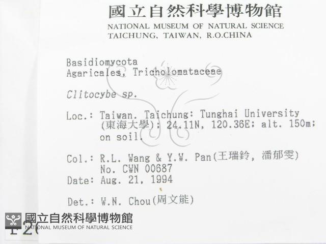 杯傘屬藏品圖，第2張