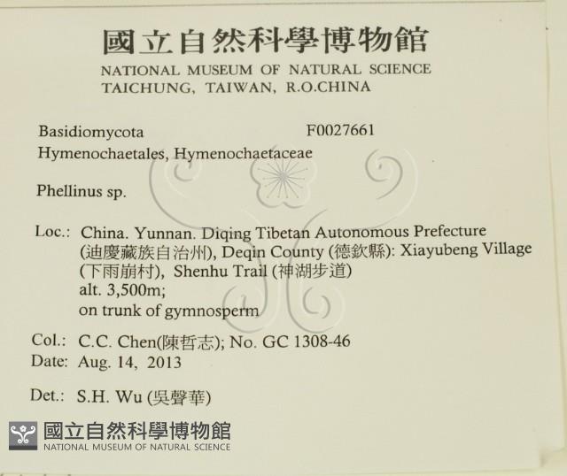 木層孔菌屬藏品圖，第2張
