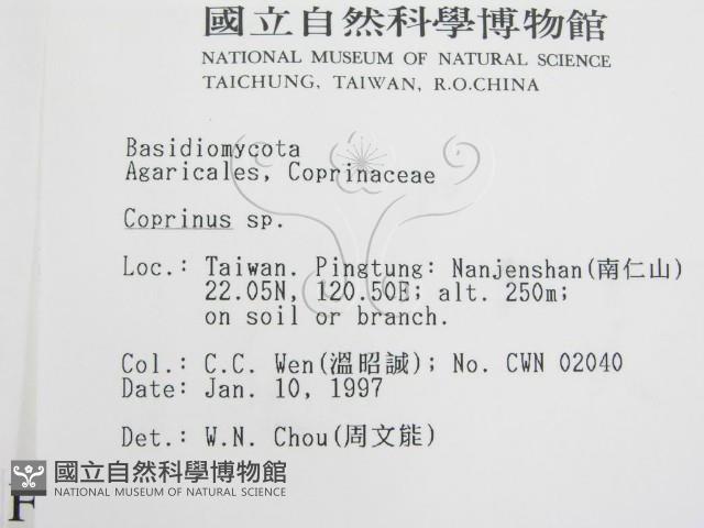 鬼傘屬藏品圖，第2張