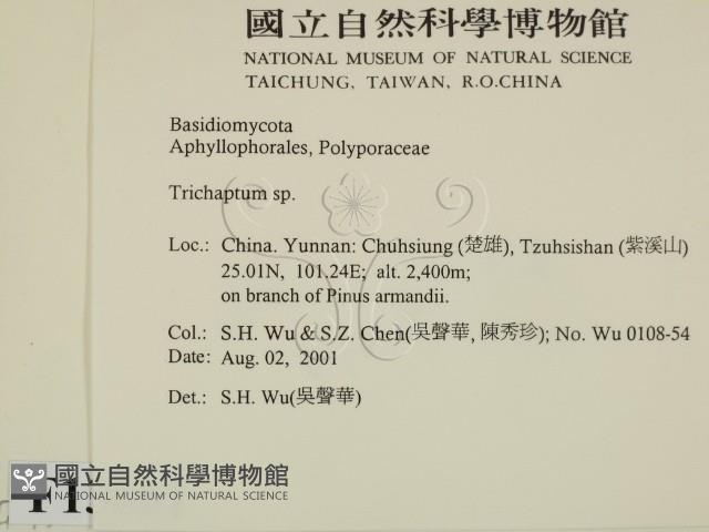 附毛菌屬藏品圖，第2張