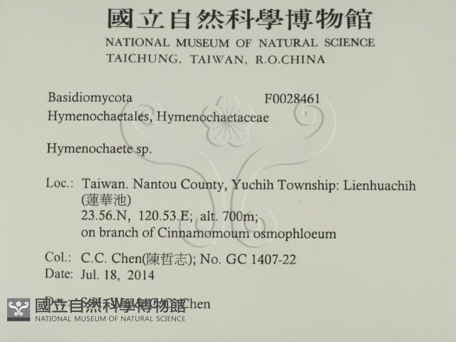 刺革菌屬藏品圖，第2張