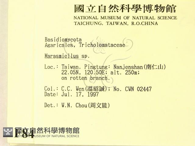 微皮傘屬藏品圖，第2張