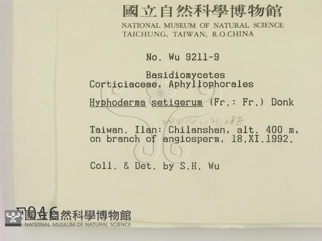 剛毛絲皮菌藏品圖，第2張