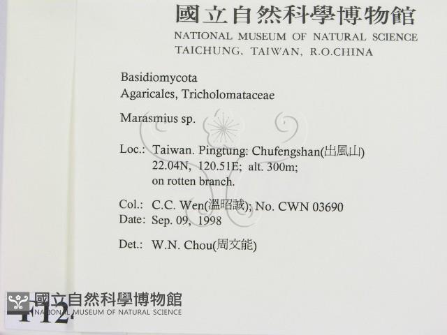 小皮傘屬藏品圖，第2張