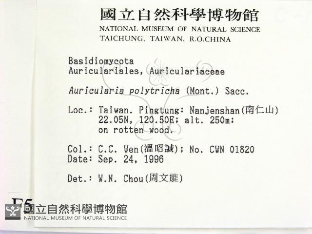 毛木耳藏品圖，第2張