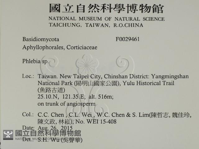 射脈菌屬藏品圖，第2張