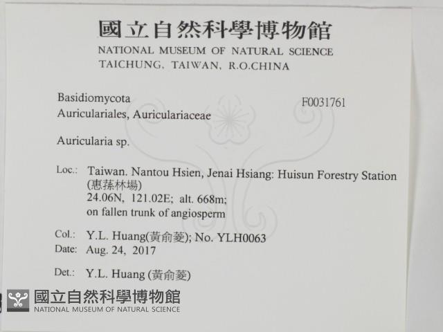 木耳屬藏品圖，第2張
