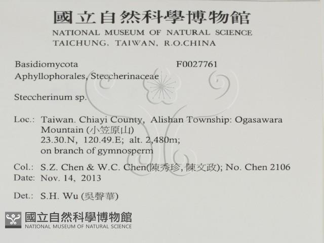 齒耳菌屬藏品圖，第2張