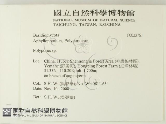 多孔菌屬藏品圖，第2張