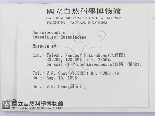 紅菇屬藏品圖，第2張
