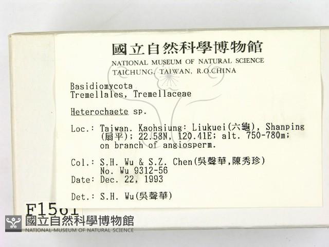 刺皮菌屬藏品圖，第2張