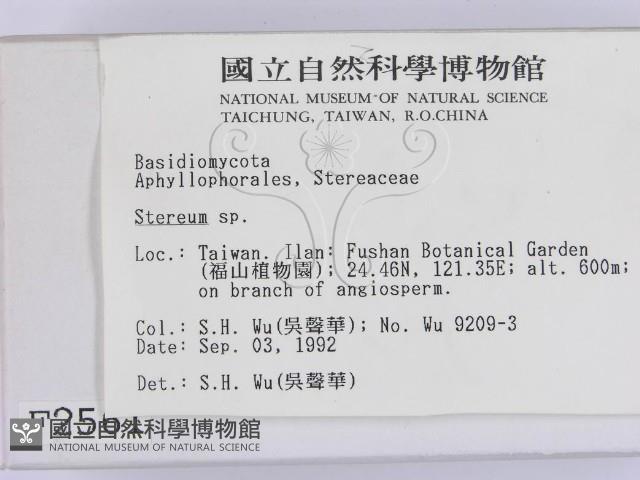 韌革菌屬藏品圖，第2張