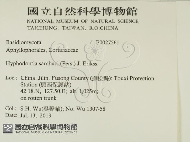 冇骨消絲齒菌藏品圖，第2張