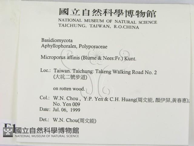 相鄰小孔菌藏品圖，第2張