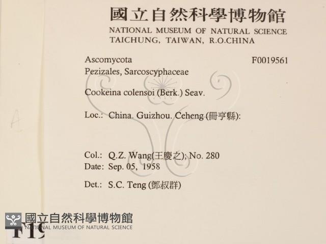 登錄號:F0019561藏品圖，第2張