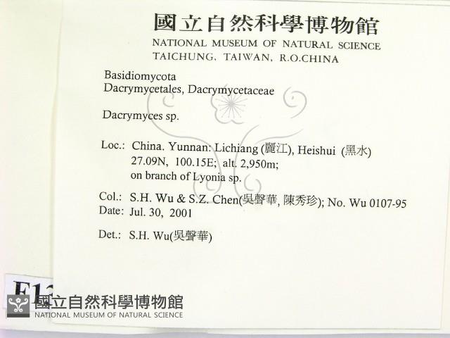 花耳屬藏品圖，第2張