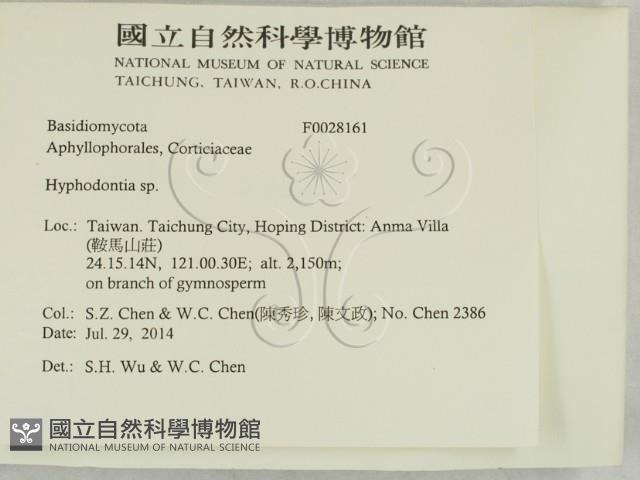 絲齒菌屬藏品圖，第2張