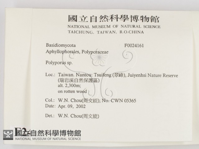 多孔菌屬藏品圖，第2張