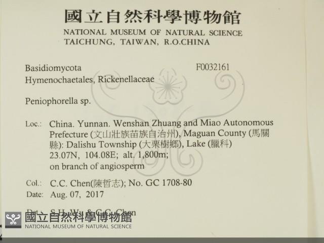 擬筍殼菌屬藏品圖，第2張
