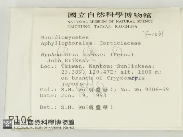 冇骨消絲齒菌藏品圖，第2張