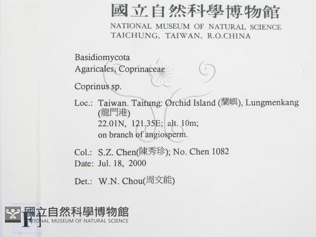 鬼傘屬藏品圖，第2張