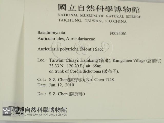 毛木耳藏品圖，第2張