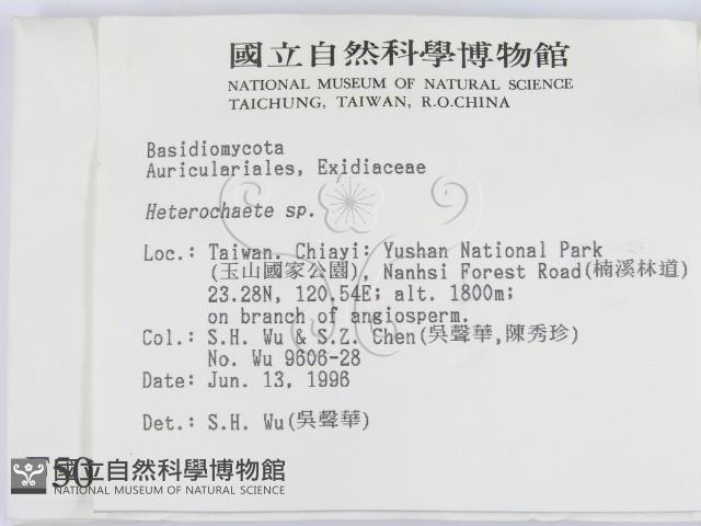 刺皮菌屬藏品圖，第2張